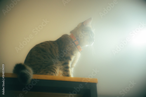 Tabby cat standing on a high shelf, looking down with curiosity under soft light and minimal background. Cozy indoor pet photography with calm mood.