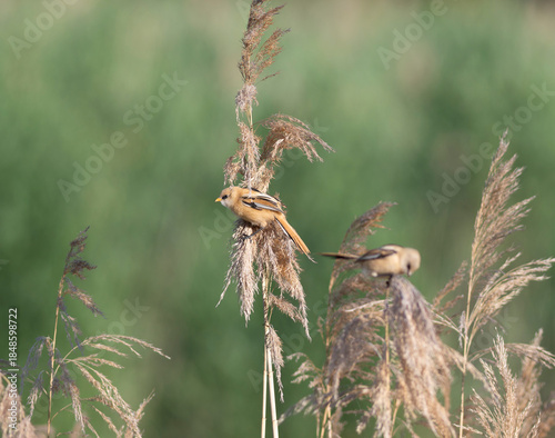 Bearded reedling, Panurus biarmicus. Two birds on the fluffy tops of reeds, eating seeds