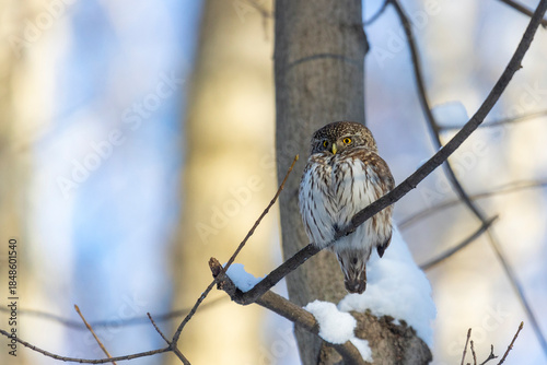 Eurasian pygmy owl sitting on a tree branch in winter day