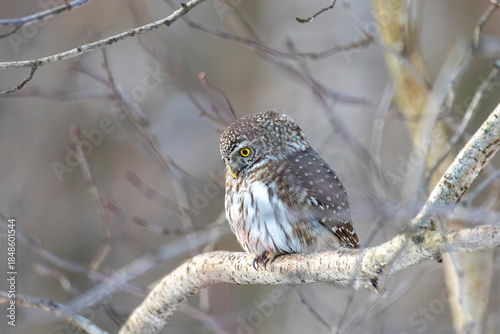 Eurasian pygmy owl sitting on a tree branch in winter day