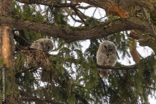 Adult Tawny owl sitting on a tree  branch close up