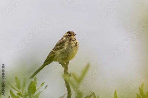 A young wagtail sits on an old tree