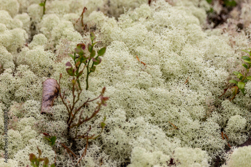 Reindeer moss and blueberry bushes close up