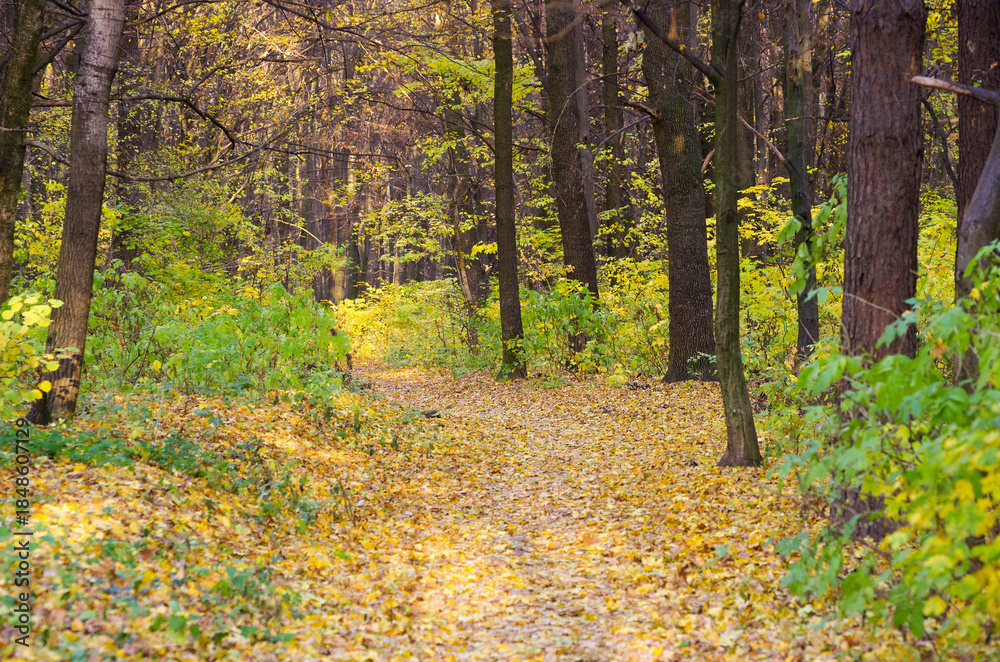 Obraz premium Golden autumnal forest with sunbeams