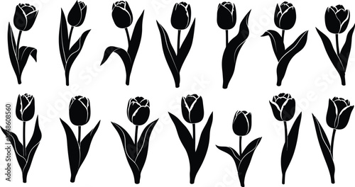 A collection of black tulip silhouettes in various stages of bloom