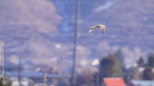 Prairie Falcon flying through the sky in Afton, Wyoming as it hunts for prey.