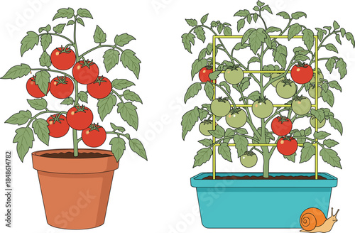 Tomato plants growing in pots and container garden vector illustration showing supported vines, ripe and unripe fruits for home gardening concept
