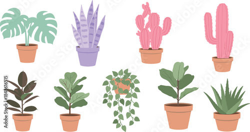 Assorted houseplants in pots