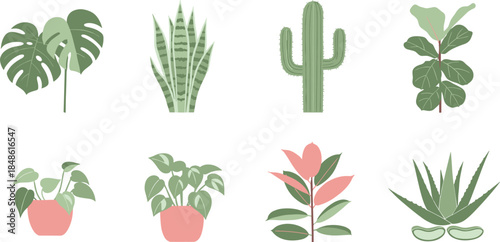 Assorted houseplants in pots
