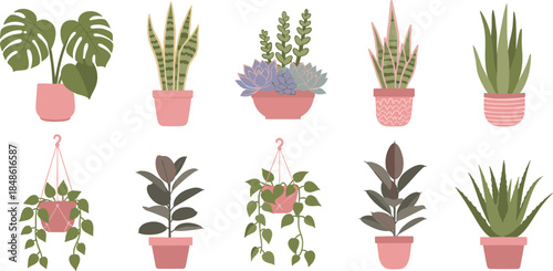 Assorted indoor plants in pots