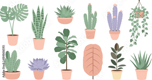 Collection of indoor potted plants