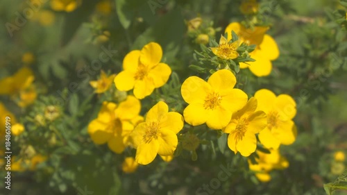 Potentilla fruticosa blooms in the garden in bed. Kuril tea