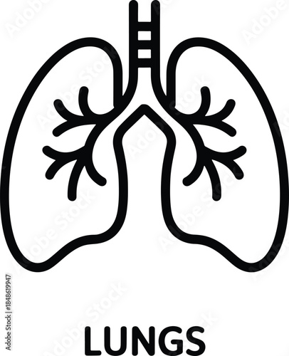 Lungs health anatomy respiratory system outline