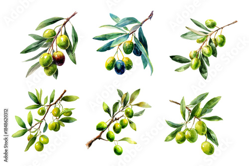 Mediterranean olive tree branch with watercolor leaves and fruit. Italian-inspired botanical illustration ideal for elegant organic design projects and decorative art.