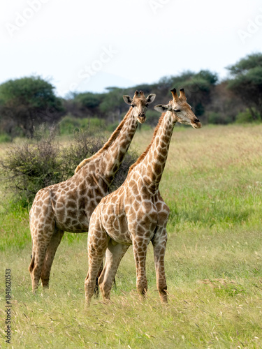 Giraffe, Giraffa camelopardalis
