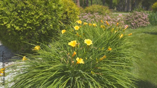 Yellow flowers hybrid daylily Stella de oro in the Garden