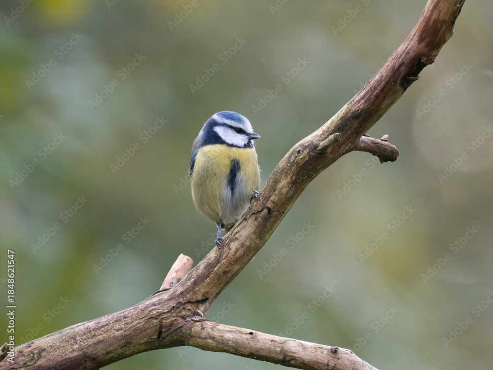 Obraz premium Blaumeise, Cyanistes caeruleus