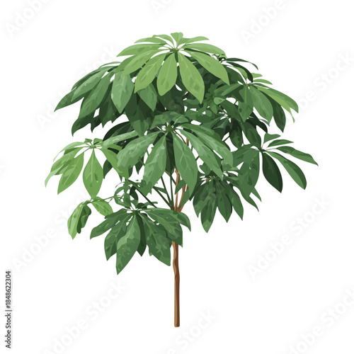 Minimalist 2D vector icon representation of a Umbrella Plant, displayed on a pure white background