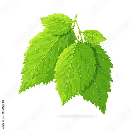 Slippery Elm, 2D flat vector illustration in icon style, isolated on a white background