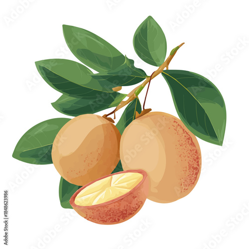 Sapodilla, presented as a modern flat 2D vector icon graphic on a white background