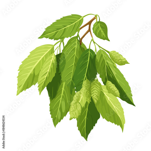 2D flat vector graphic of a Slippery Elm in icon style, isolated on white background