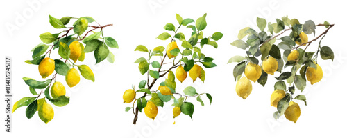 Watercolor Italian lemon branch with yellow citrus fruit and green leaves. Mediterranean summer botanical illustration perfect for posters, prints, and elegant Italian-themed designs.