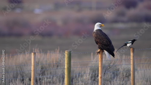 Bald Eagle sitting on a fence post as a Magpie flies in and lands on a post next to it.