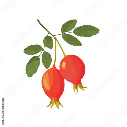 Minimalist 2D vector icon representation of a Rosehip, displayed on a pure white background