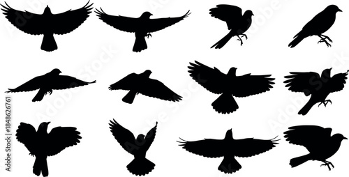 Bird silhouette vector set featuring flying and landing birds with spread wings in various poses isolated on white background for wildlife and nature design