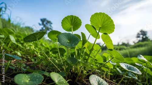 Fresh Centella Asiatica Landscape