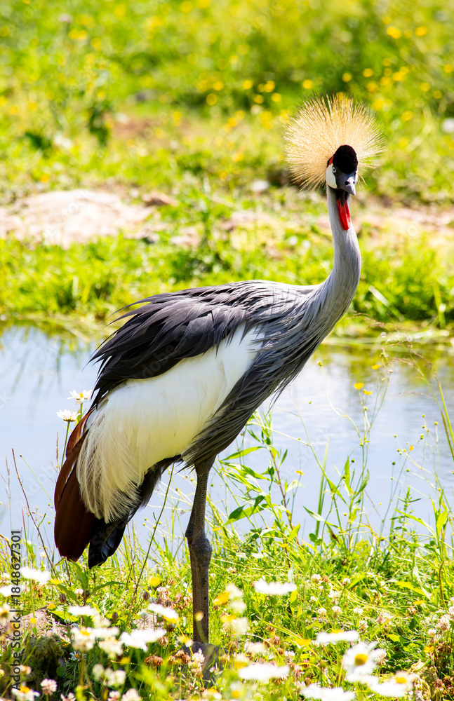 Fototapeta premium Grey Crowned Crane Standing in Grass Near Water