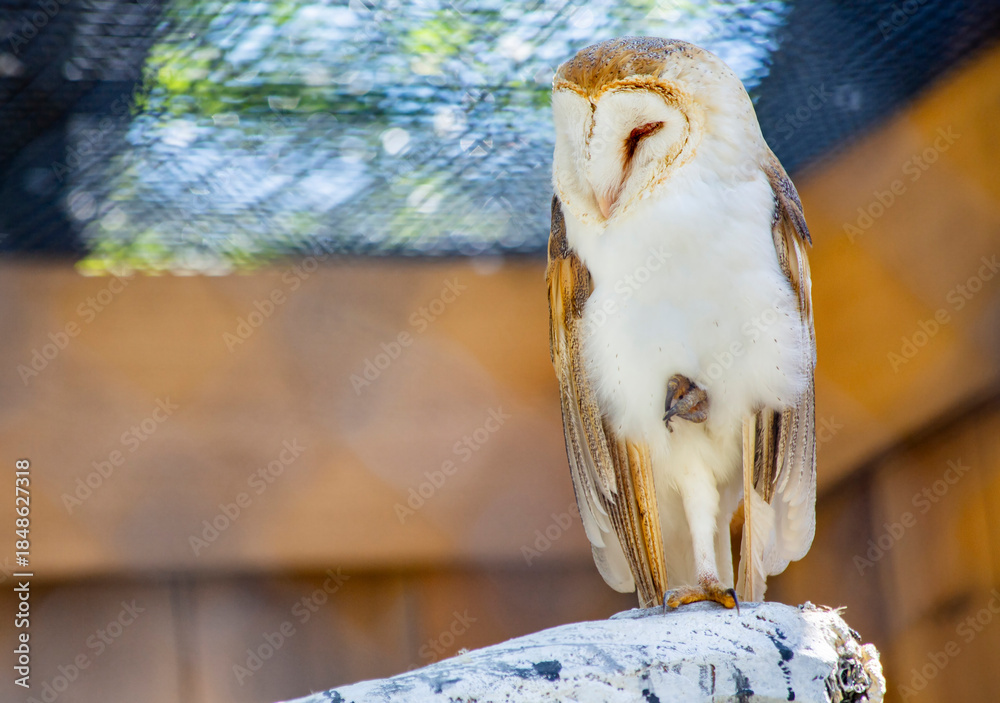 Fototapeta premium A White Barn Owl Perched on a Branch in a Natural Setting During the Day