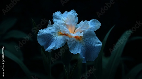 Single iris flower with light-blue petals, yellow center, and dark green leaves