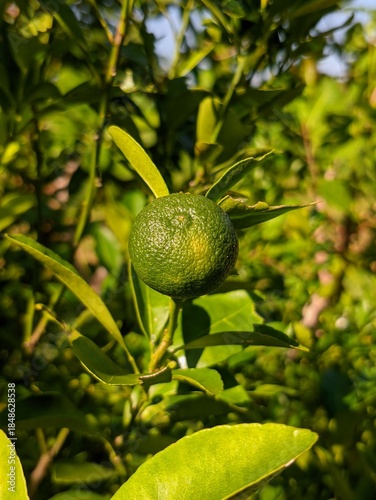 Unripe Green Citrus on Tree