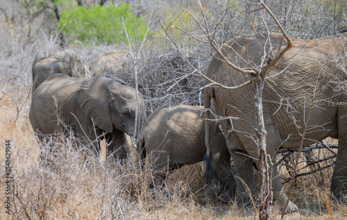 Elefantenherde im Busch vom Krüger National Park - Kruger Nationalpark Südafrika

