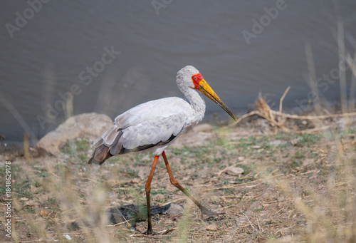 Gelbschnabelstorch - Nimmersatt - Yellow-billed Stork im Busch vom Krüger National Park Südafrika