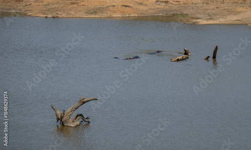 Flusspferd genannt Nilpferd - Hippo, im Krüger National Park - Kruger Nationalpark Südafrika