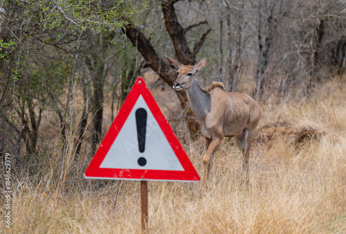 groß Kudu Strepsiceros im Krüger National Park - Kruger Nationalpark Südafrika