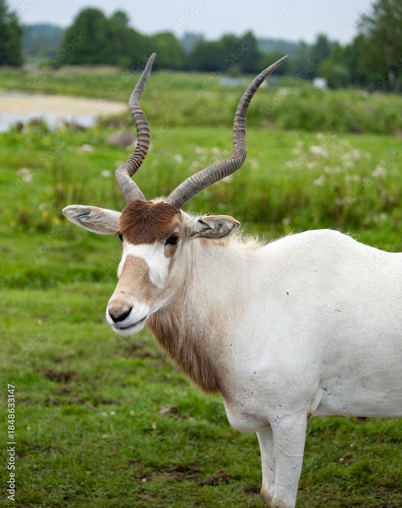 Fototapeta premium White Oryx Gazing in a Green Field With Trees in the Background