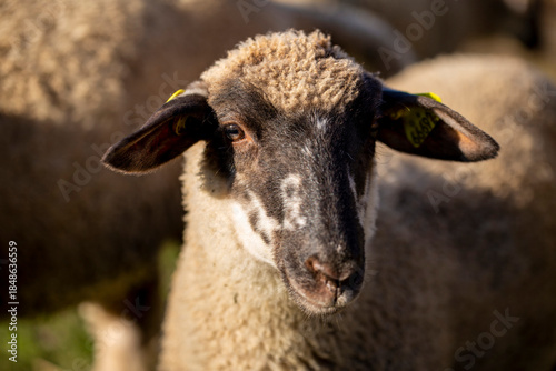 Close Up Portrait of a Sheep With a Black Face in a Field