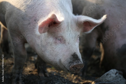 Close-Up of a Pigs Face Covered in Mud on a Farm