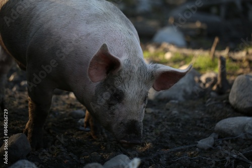 A Pig Foraging In A Rural Setting During The Day
