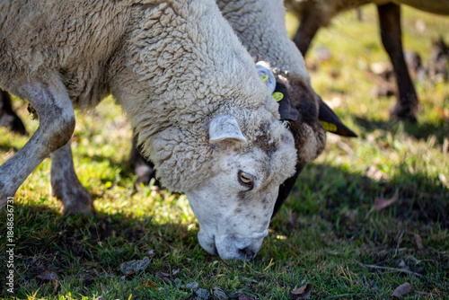 White Sheep Grazing in a Grassy Field on a Sunny Day