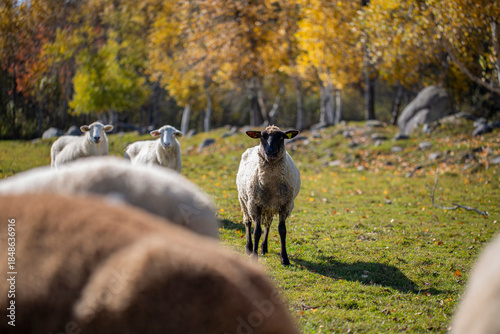 Sheep Grazing in Autumn Meadow With Golden Trees
