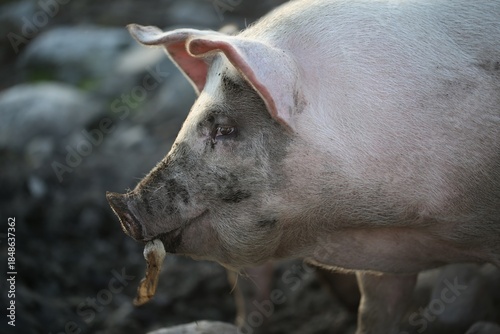 Muddy Pig In A Field On A Cloudy Day