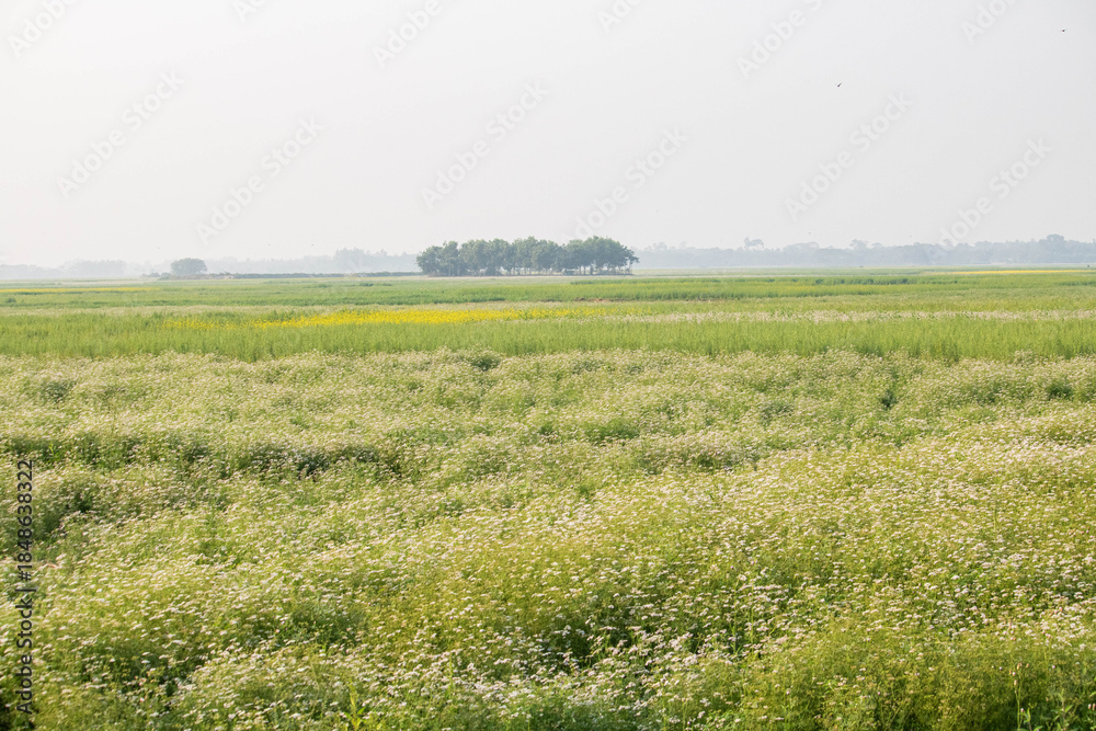 Obraz premium Cumilla,14 ‎October ‎2025 Bangladesh -A mustard and coriander flower field