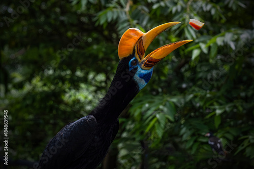 Hornbill perched on a branch