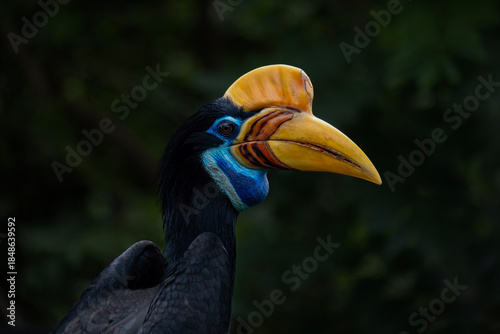 Hornbill perched on a branch