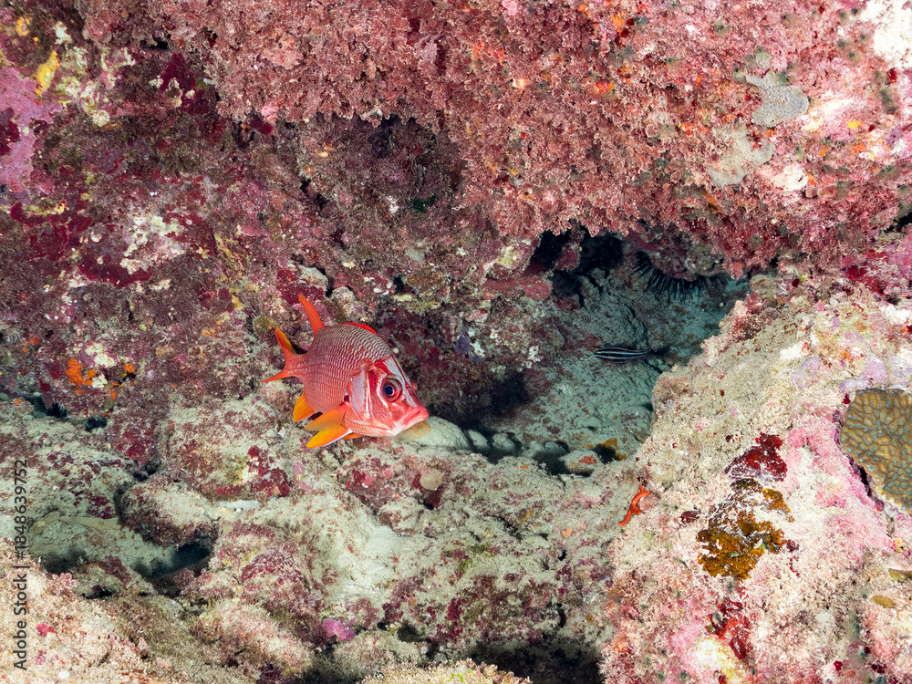 Fototapeta premium トガリエビス, Sabre squirrelfish, Sargocentron spiniferum, イットウダイ科, 阿嘉島阿嘉ビーチ（真謝浜） 沖縄県島尻郡慶良間諸島-2025 沖縄本島から40km西方にある諸島。 大小30以上の島々からなる島嶼群は全体が国立公園に指定されている。 珊瑚礁の海、白い砂浜、緑の山地は世界屈指の美しさ。 多くの貴重な動植物が生息している。 