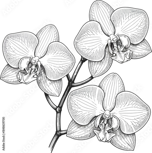 Elegant Orchid Flower Line Art Illustration with Botanical Floral Branch in Black and White Minimal Vector Style